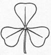 Shamrock (Trefoil, Cloverleaf)