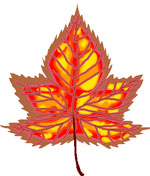 Maple Leaf