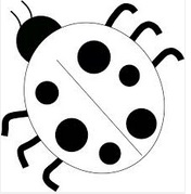 Ladybug