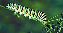Caterpillar