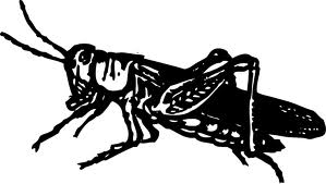Grasshopper