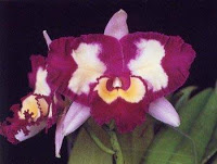 Orchid