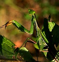 Mantis