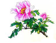 Peony