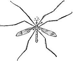 Crane Fly