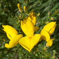 Broom Flower