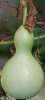 Chinese Flower Symbol - Gourd