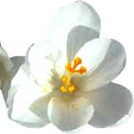 Apple Blossom