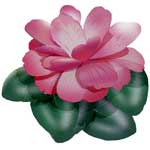 Camellia Flower
