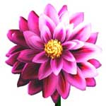 Dahlia Flower