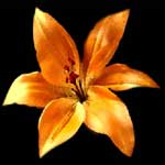 Lily Flowers