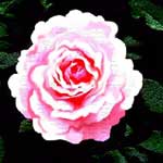 Rose Flower