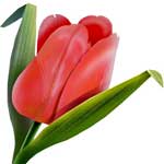 Tulip Flowers
