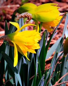 Daffodil