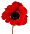 Poppy Symbolism