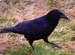 Crows and Ravens