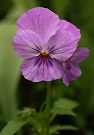 Pansy