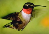Hummingbird Symbolism