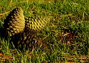 The Pinecone