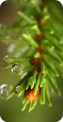 Fir Tree
