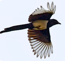Magpie Symbolism