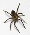 Spider Symbol