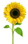 Symbolic Sunflower