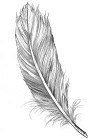 Feathers