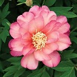 Peony
