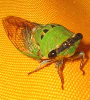 Cicada