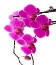 Orchid