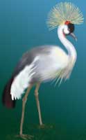 Heron or Crane