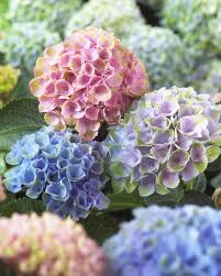 Hydrangea