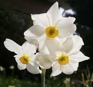 Narcissus