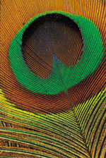 Finding Feathers on Your Path