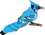 Blue Jays