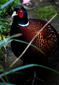 Pheasant
