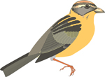 Sparrow