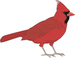 Cardinals