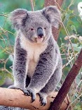 Koala Bears