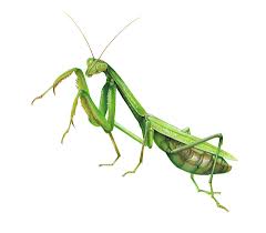 Praying Mantis