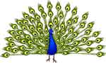 Peacocks