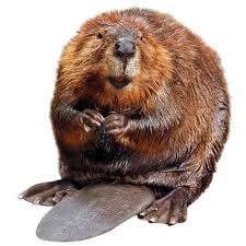 Beaver