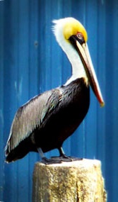 Symbolic Pelican