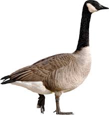 Goose