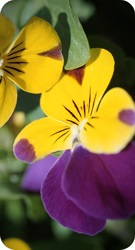 Pansy