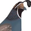 Quail (Ogham = The Rowan)