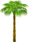 Palm Tree