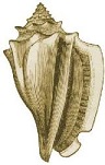 Right-turning Conch (Shankha)