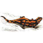 Salamanders